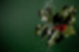 Holly Plant